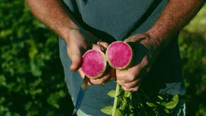 A man cuts a beet in half outside in a garden during the day