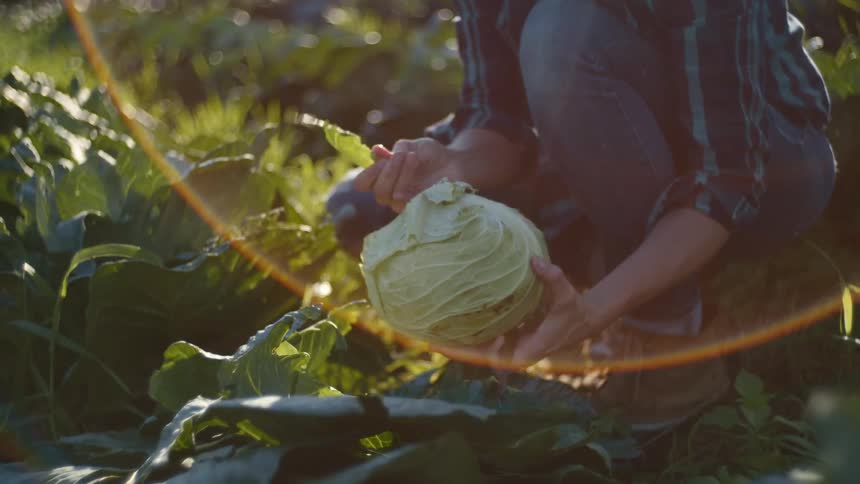 A person peels a head of a leafy vegetable while crouching