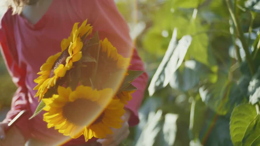 A woman carries sunflowers in her hand as she approaches another flower in a field with a pair of pruning shears