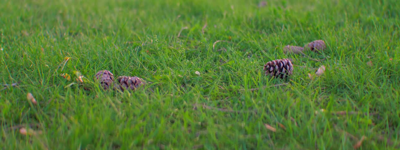 Close up of grass with pine cones and leaves