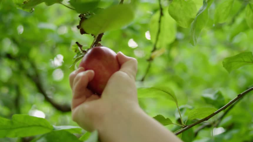 A person pulling an apple from a tree outside