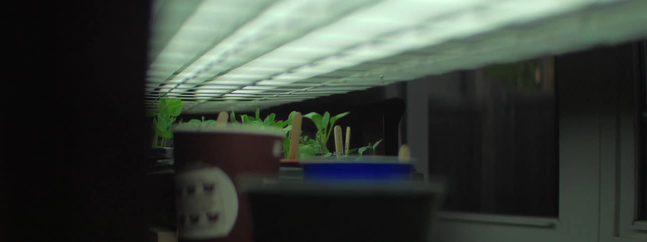 Plants grow in plastic cups under a large lamp indoors