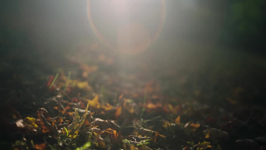 Light shines on the leaves on the ground causing a glare