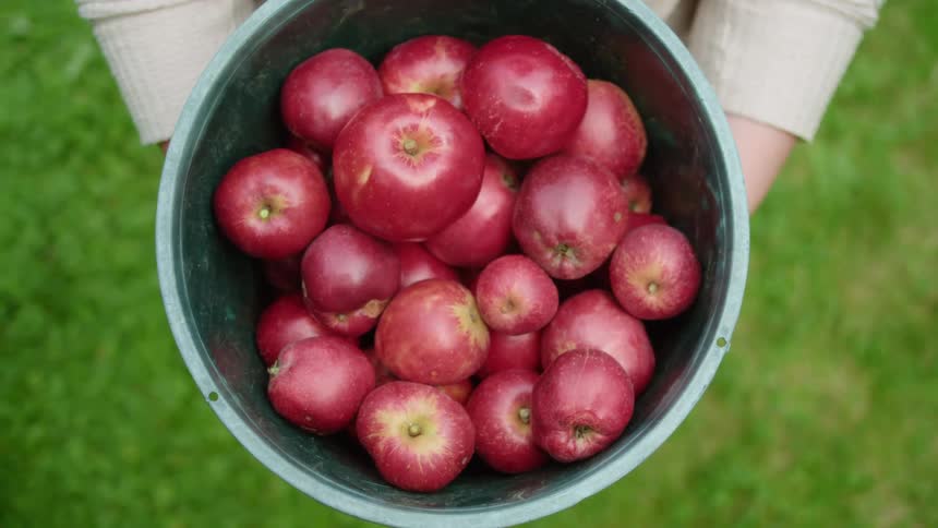 Person holds a bucket of red apples