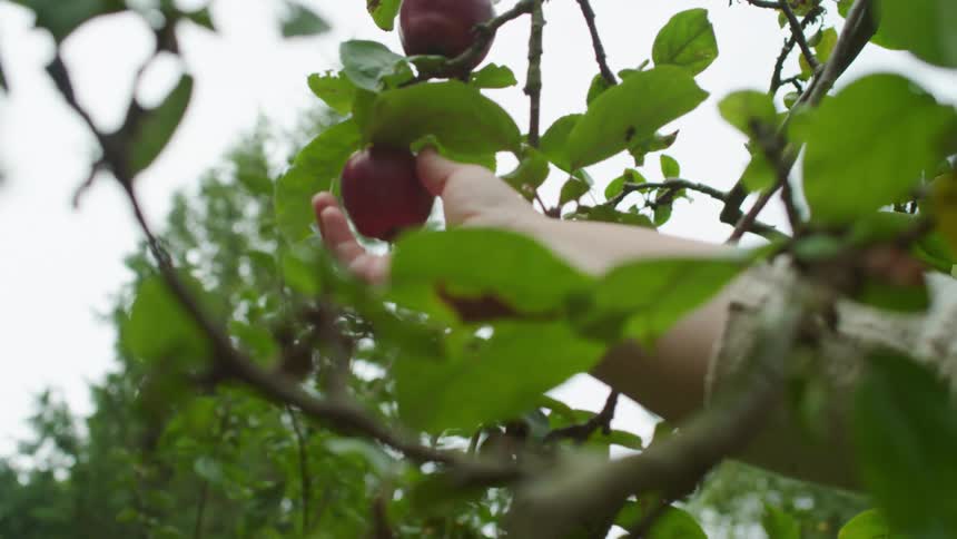 Someone pulling an apple from a tree