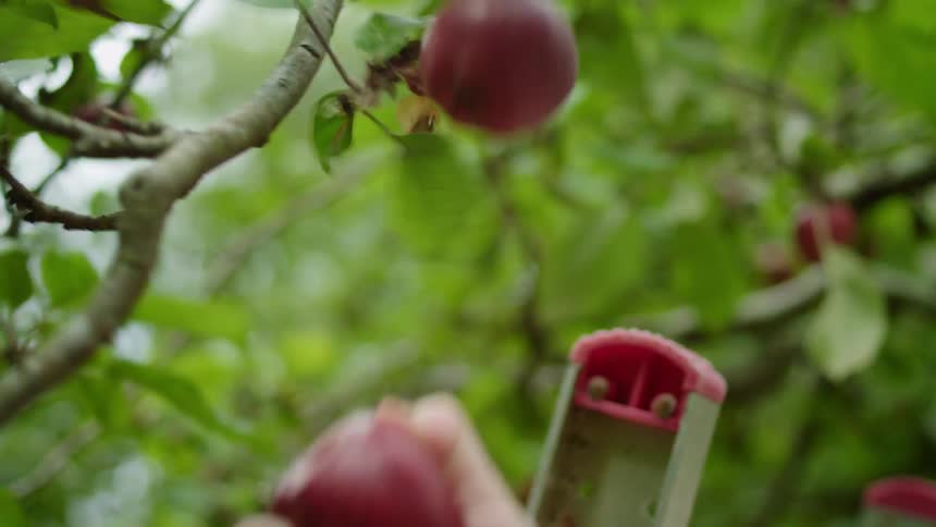 Human pulling apple down from a tree
