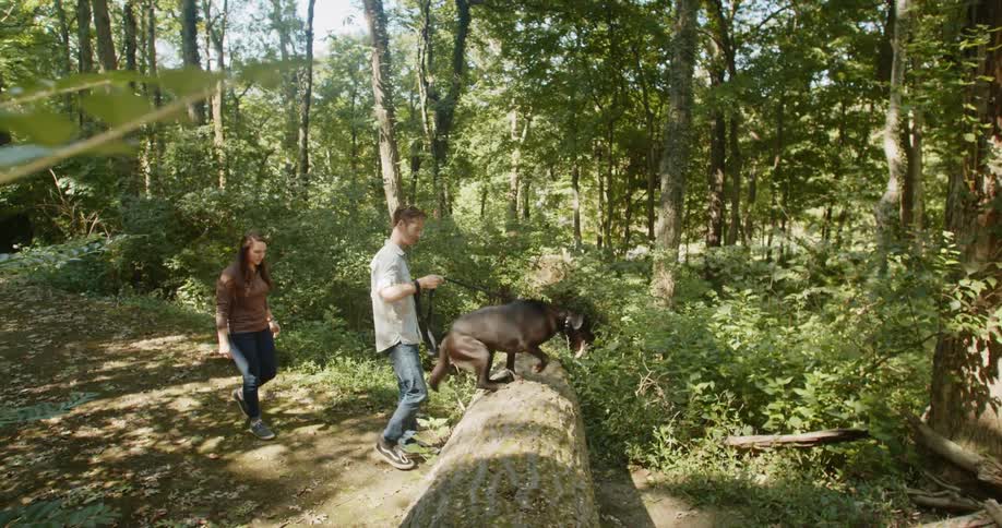 A male and a female walk a dog together in the forest