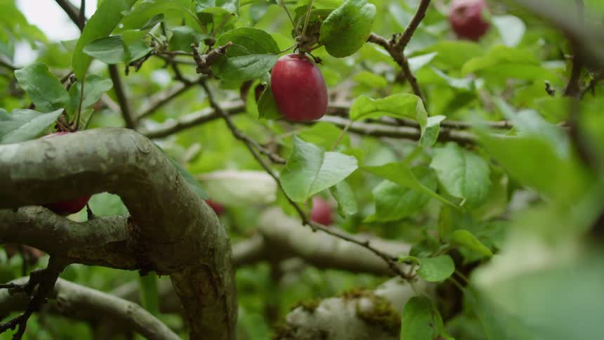 A hand removes a fruit from the tree during daytime