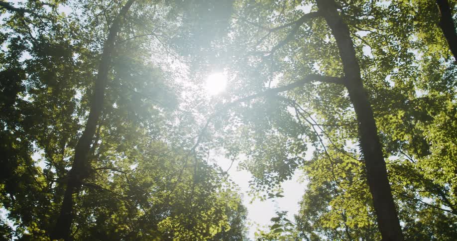 This is a view from the ground up of trees with sunlight poking through the leaves