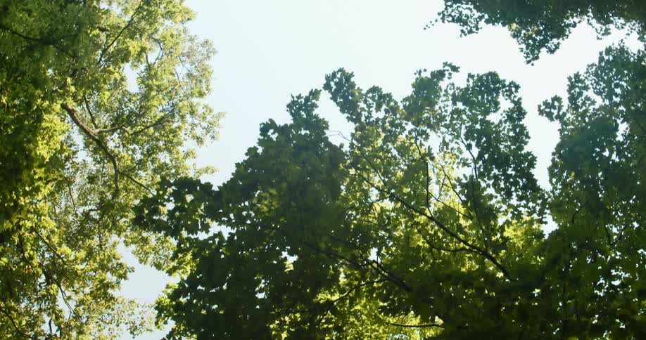 The sun shines on trees