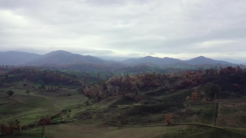 Forest full of burnt trees with scorched hillsides and land