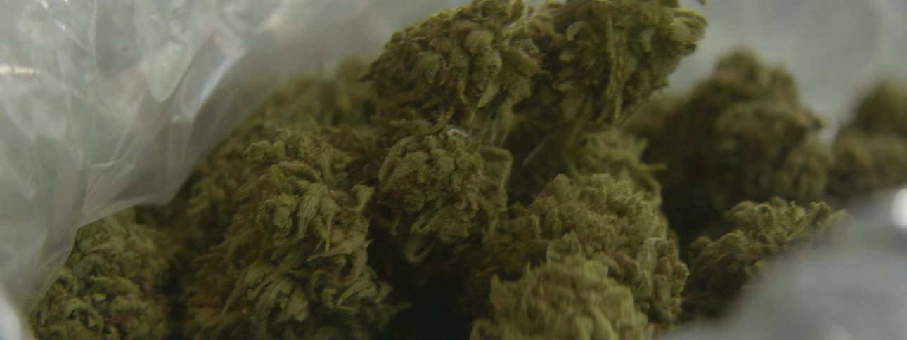 There is a quantity of cannabis in a plastic bag