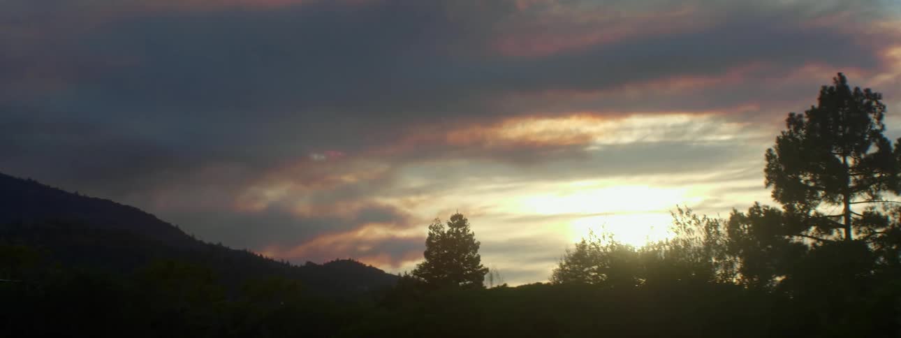 Sun setting in the distance with trees and plants flowing in the wind
