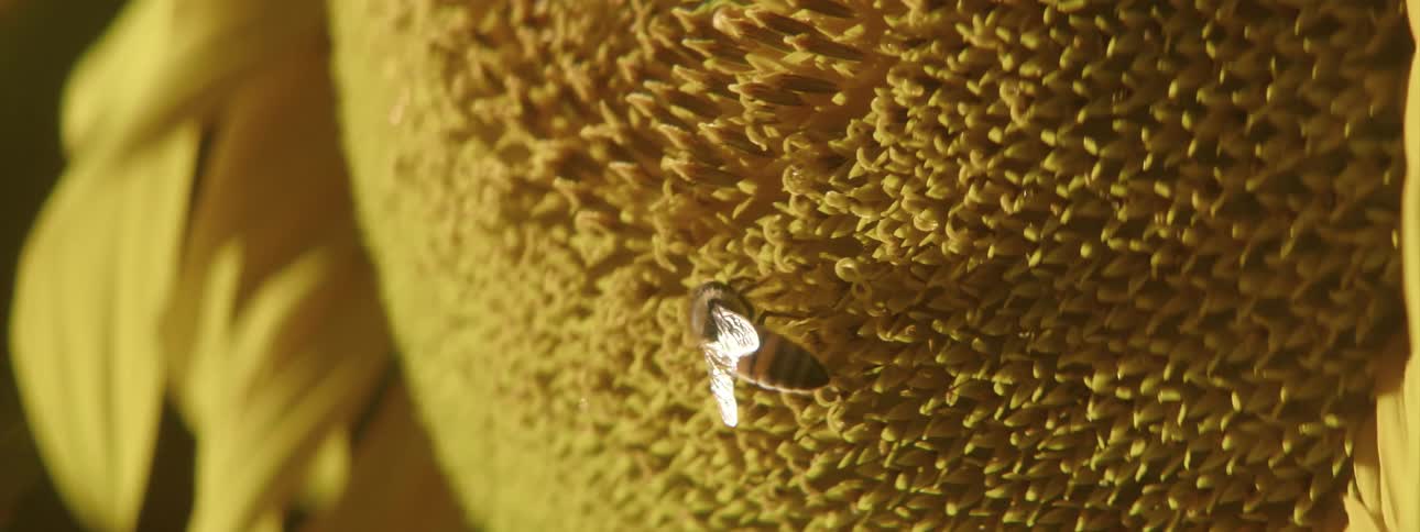 Two bees are pollinating a sunflower and then one flies away