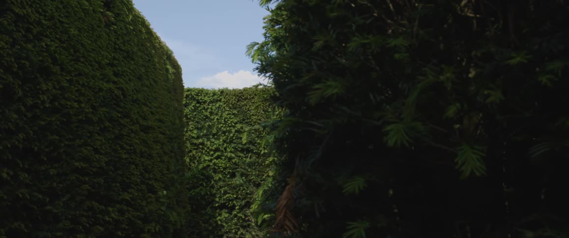 Manicured parallel hedges form part of maze under lightly clouded sky