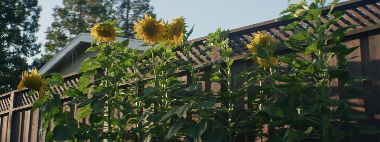 Tall sunflowers grow next to a picket fence and lattice in a yard