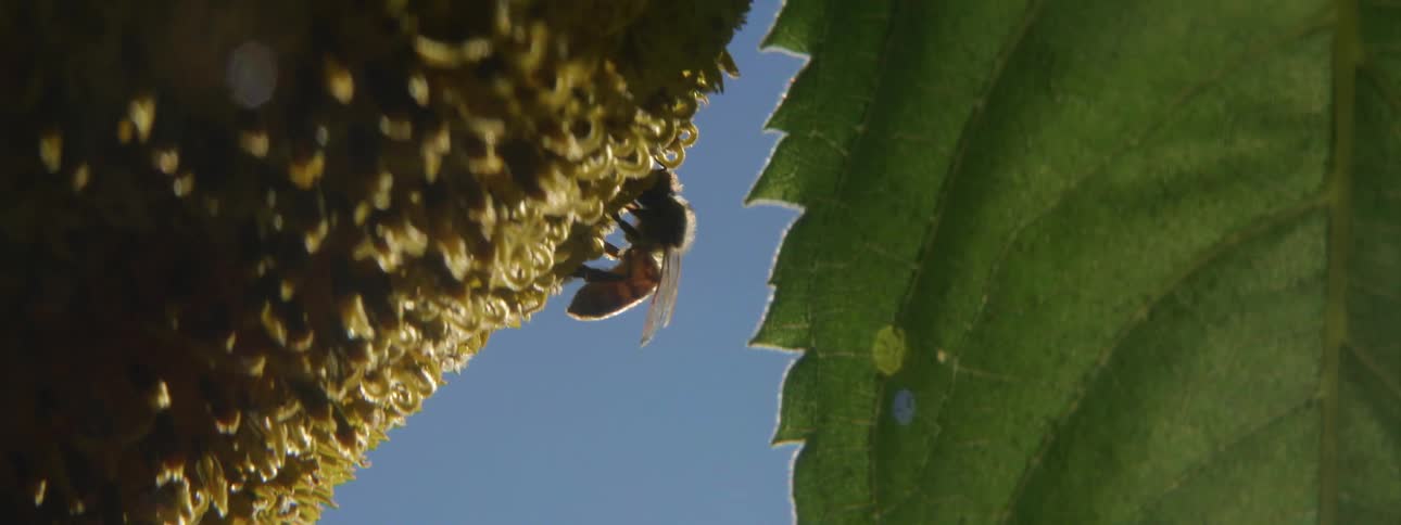 Bee on sunflower pollinating