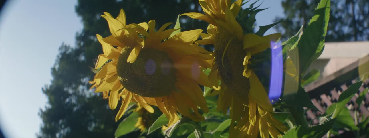 Sunflowers in the sunlight with insects flying around trees in the background