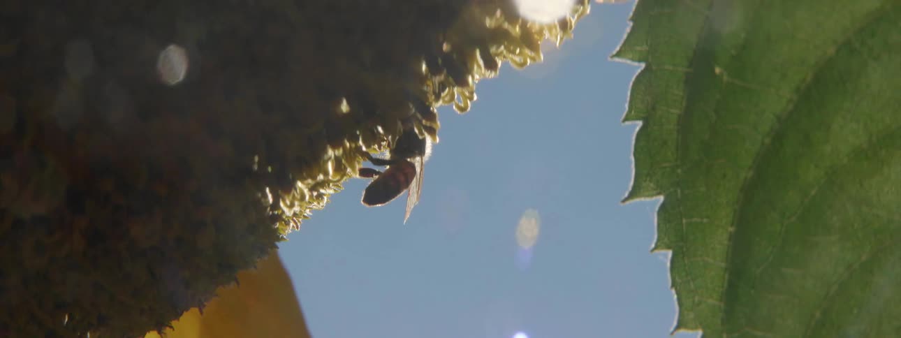 Bee pollinating a flower in the daytime and then falling off of the flower
