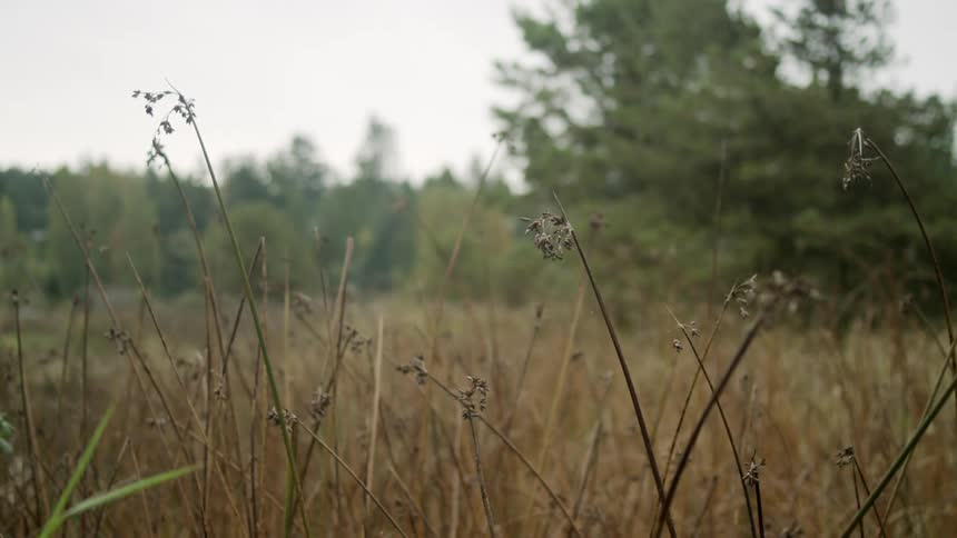 A forest area near a field of grass and weeds