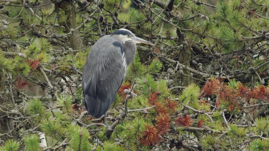 Bird sitting on a branch high up in a tree