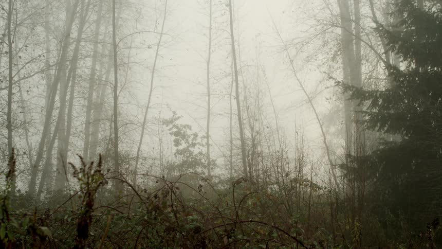 Fog has settled in a forested area