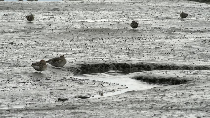 Birds rest on the ground near a stream