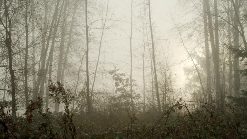 Fog has settled in a forested area