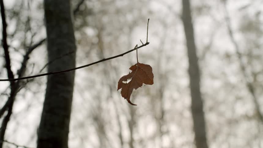 A single brown leaf hangs from a narrow branch on a tree in the forest