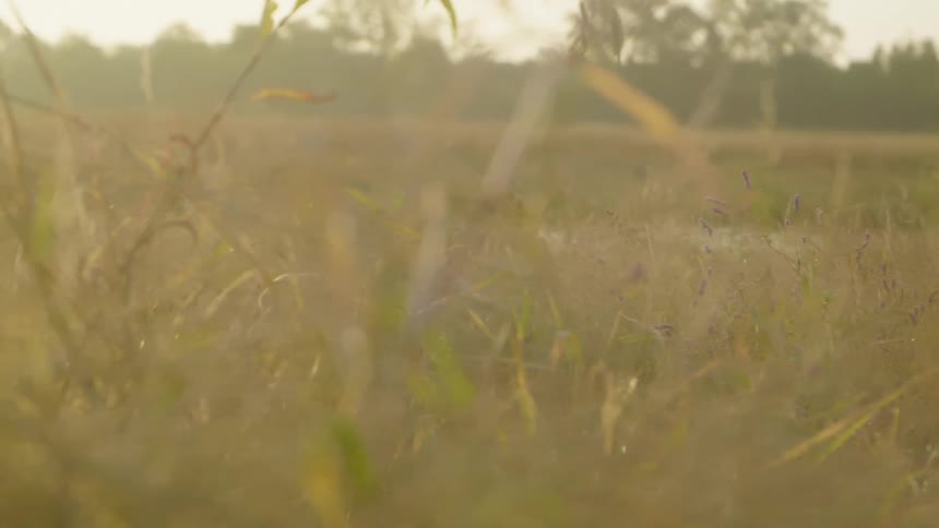 A dog is running down at field at dusk