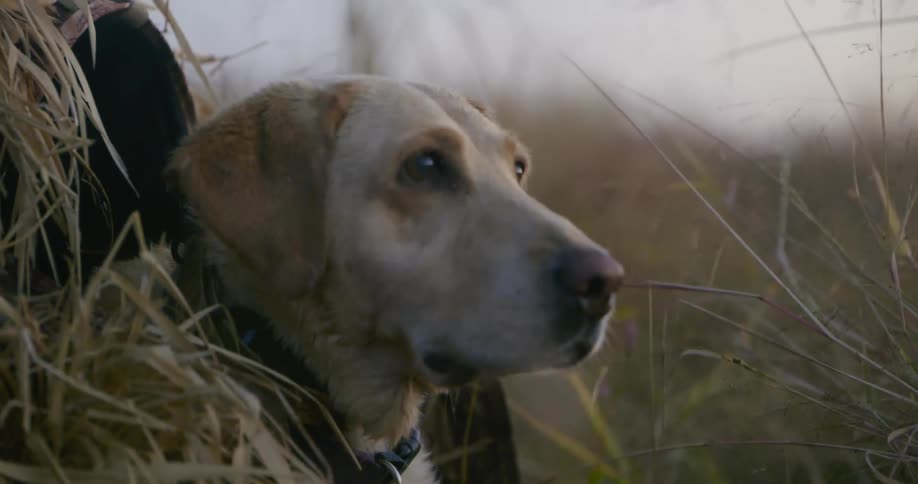 Dog standing behind tall yellowing grass looking around in a field