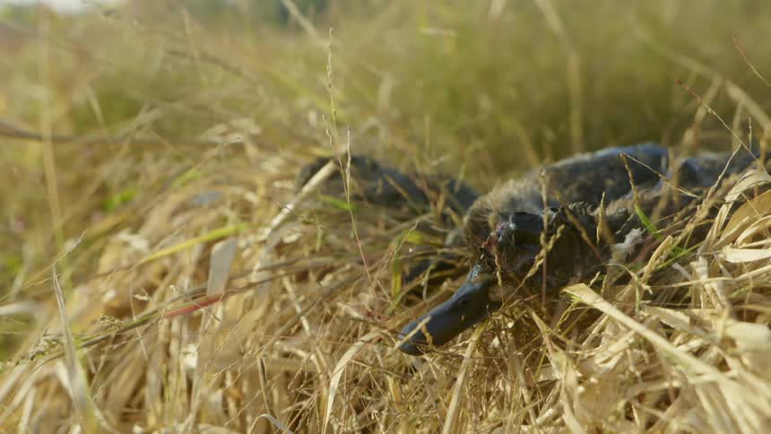 Duck sleeping ontop of grass