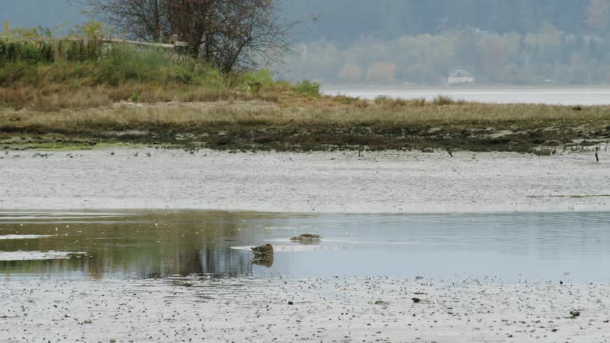 Water flowing in front of sand with a duck swimming in it in overcast weather