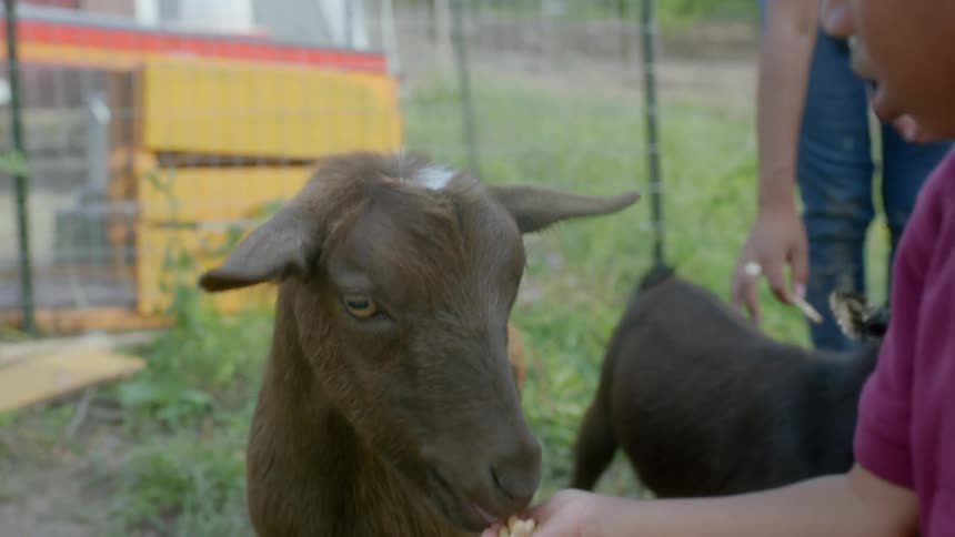Multiple people are feeding goats