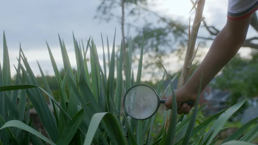 A boy plays with a magnifying glass near a plant