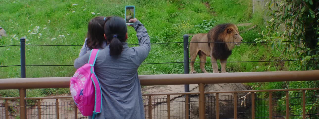 A woman holds her daughter and uses her smartphone to take a photo of a lion at the zoo