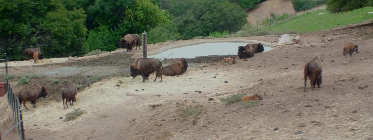 Many buffaloes and cattle gather near a pond