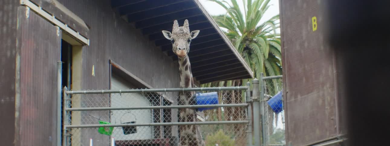 A giraffe looks over a chain link fence enclosure at the zoo in a tropical country