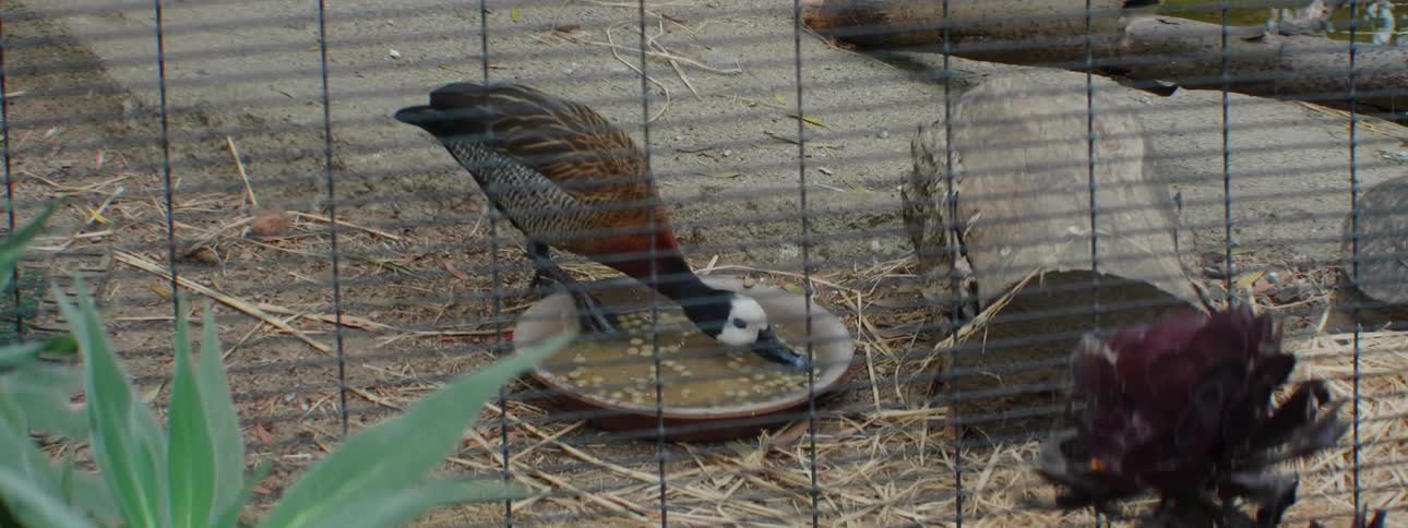 Duck in a cage eating feed out of a bowl with water