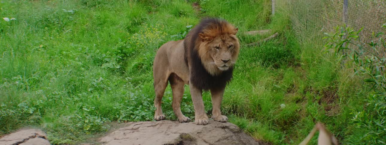 A brown lion stands tall on top of a large boulder in a grassy enclosure