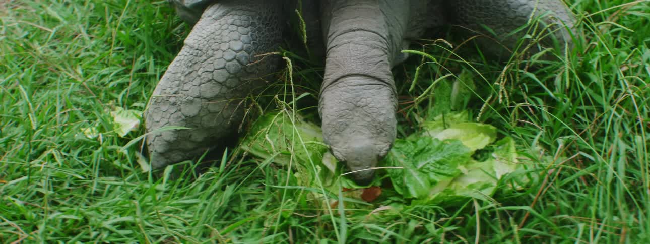 Tortoise with a large shell eats lettuce on the green grass