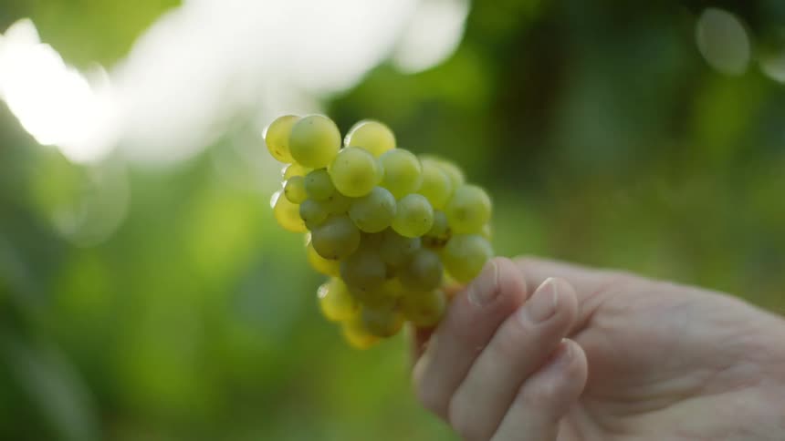 Hand twirling a bunch of green grapes out in a vineyard on a sunny day