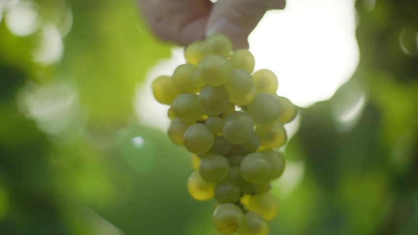 A person holds a bunch of grapes in their fingers and twists it