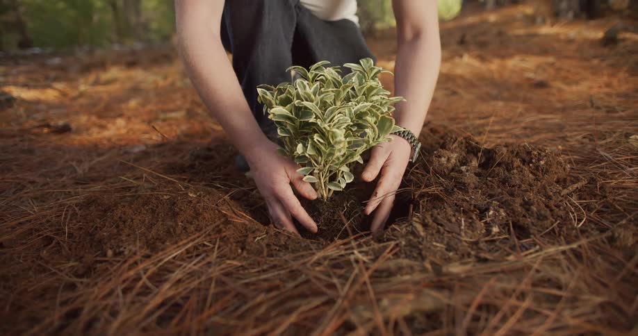 Man wearing pants a shirt a watch and a ring plants a small bush in forest area the ground is covered with pine needles and there are trees in the background