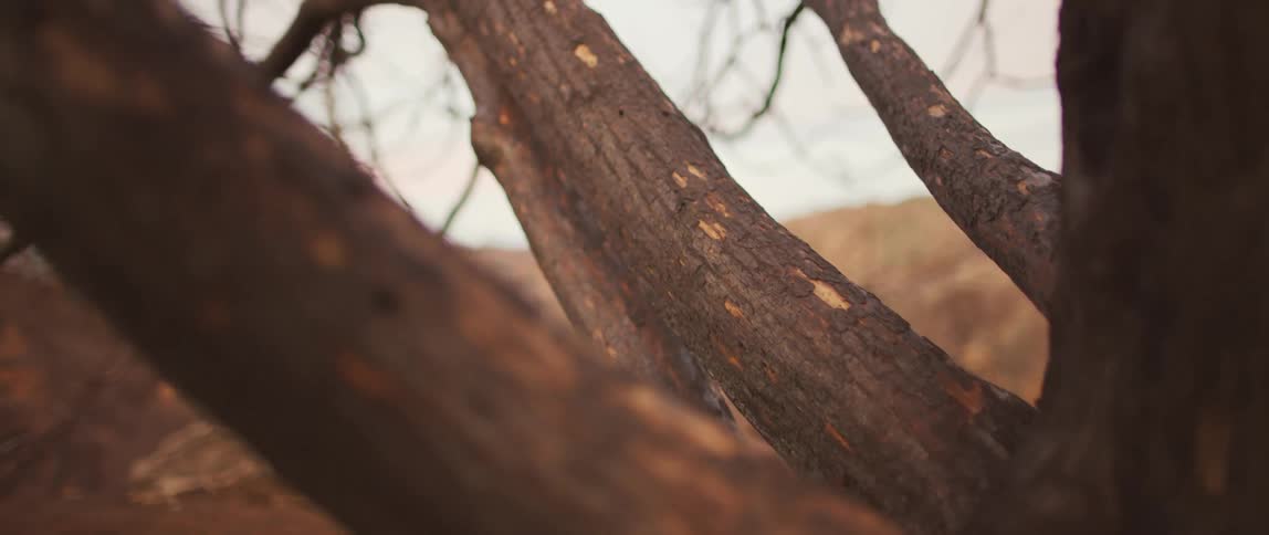 Close up of a tree and its bare branches against brown landscape with overcast sky