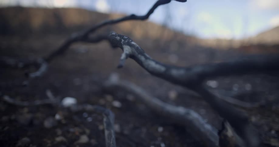 Burnt trees and ash on a sunny day with hills and the blue sky in the back ground
