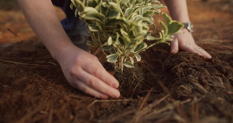 Hands pouring soil into a small plant in the ground