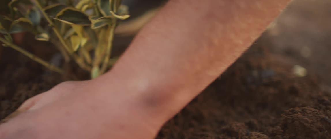 A person uses their hands to shift the soil around a plant