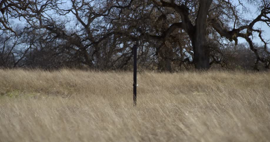 Grasslands with a post in the ground and trees in the background