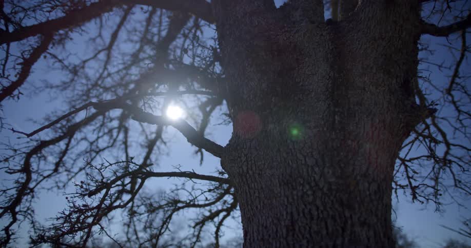 The sun shining through tree branches